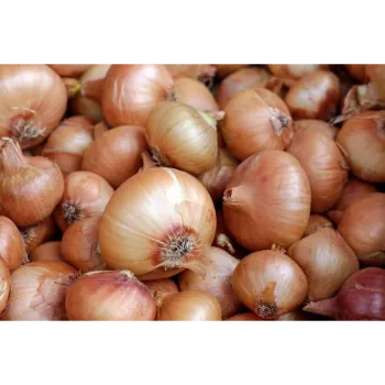 Onion (22)-218446-26758.webp
